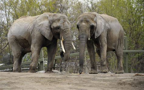 elephant cum|What it’s like to retrieve elephant sperm in the name of ...